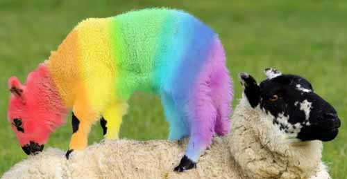 Colorful Sheep